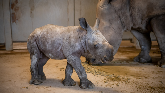 the-wilds-baby-rhino-1.png 