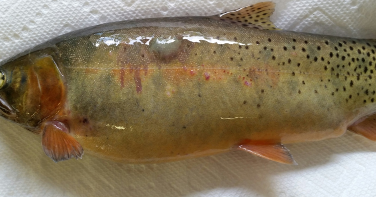 CPW, CSU Researchers Investigate Resurgence Of Trout Kidney Disease