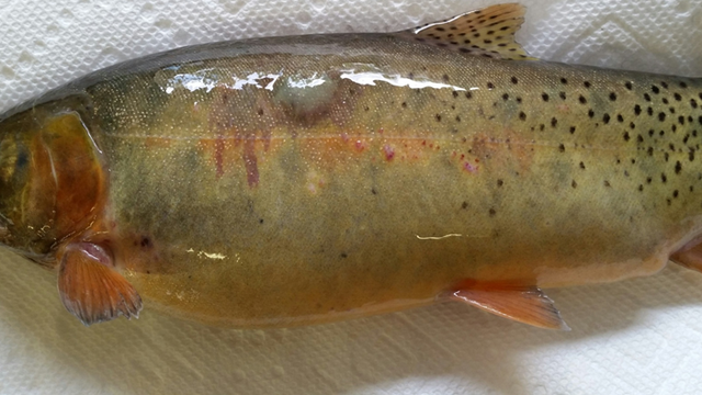 Trout-Disease-Study-1-CPW.png 