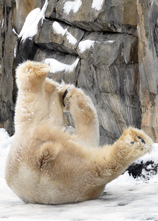 Brookfield Zoo: Hudson The Polar Bear 