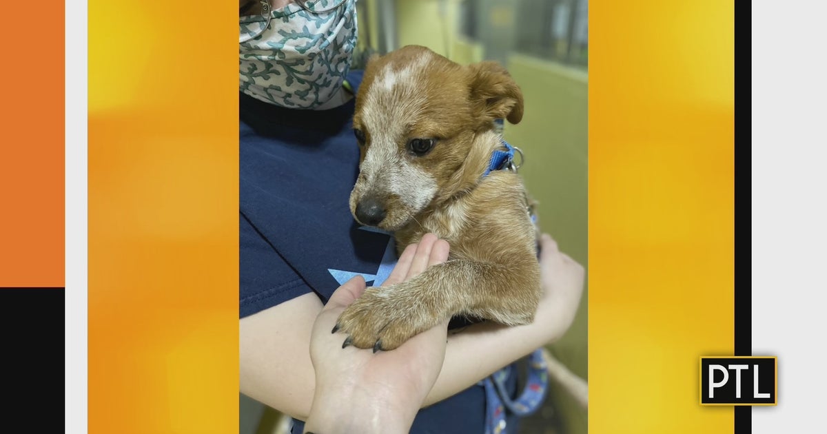 Animal Friends, Penguins Team Up For 'Pens & Paws' Calendar CBS