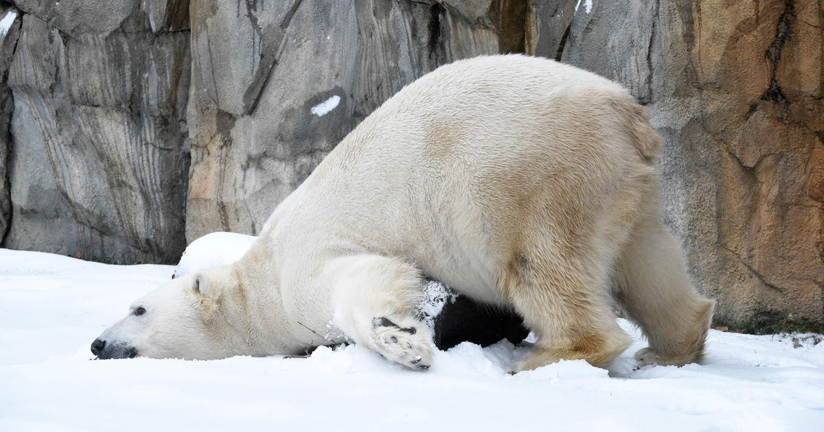 PHOTOS: Animals Revel In The Snow At Brookfield Zoo - CBS Chicago