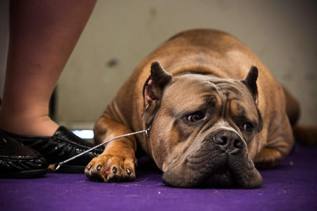 Champion Canines Compete At Annual Westminster Dog Show 