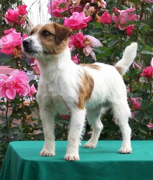 Russell terrier 