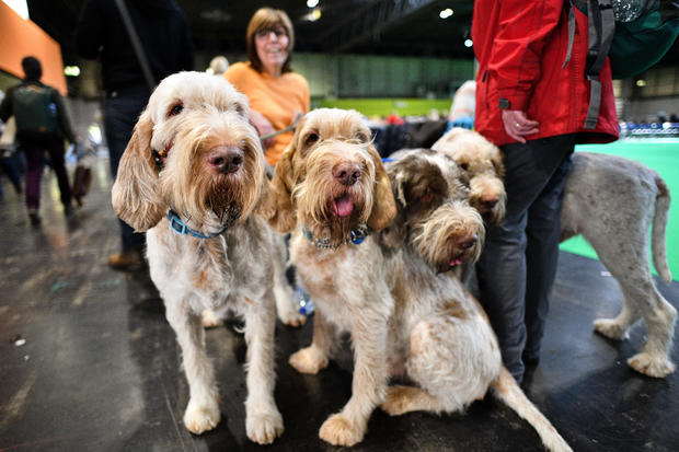Crufts 2020 -Day Two 