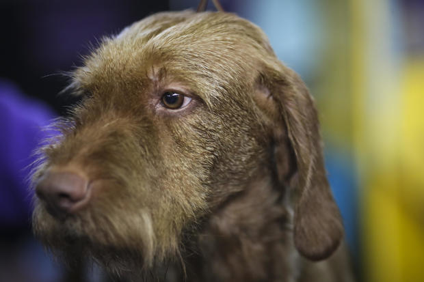 Annual Westminster Dog Show Takes Place In New York City 