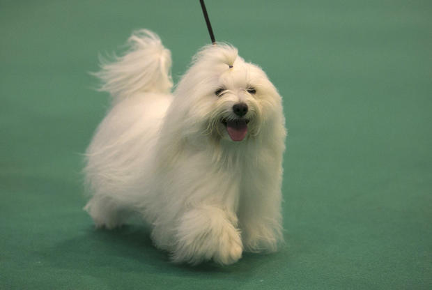 Dogs And Owners Gather For 2014 Crufts Dog Show 