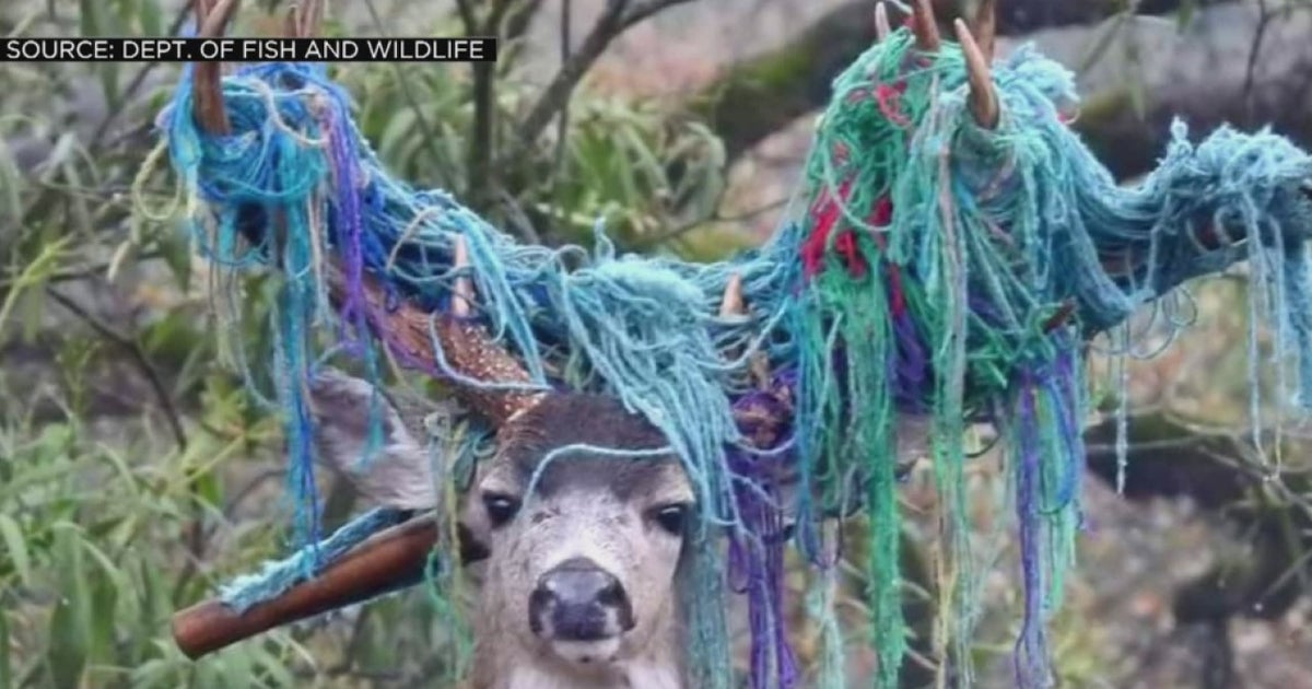 Deer With Massive Hammock Stuck In Antlers Finally Rescued -- After 6 ...