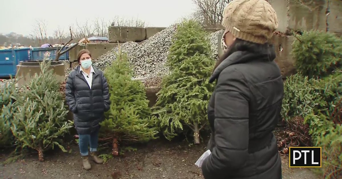 Christmas Trees Turn Into Mulch For Gardening Season CBS Pittsburgh