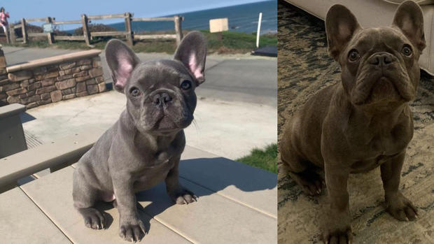 Chloe Stolen French Bulldog Puppy 