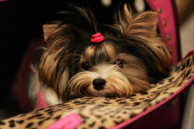 Shiloe Jolie, a Biewer Yorkshire terrier from Brooklyn, is a 