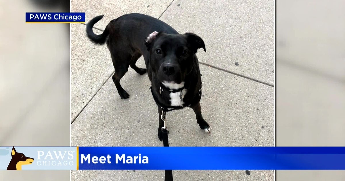 PAWS Pet Of The Week Maria CBS Chicago
