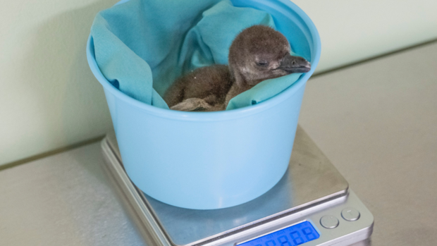 national-aviary-african-penguin-chick-2 
