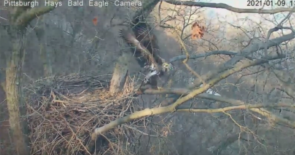 Watch: Hays Bald Eagle Cam Catches Eagle Scaring Off Nest Intruder
