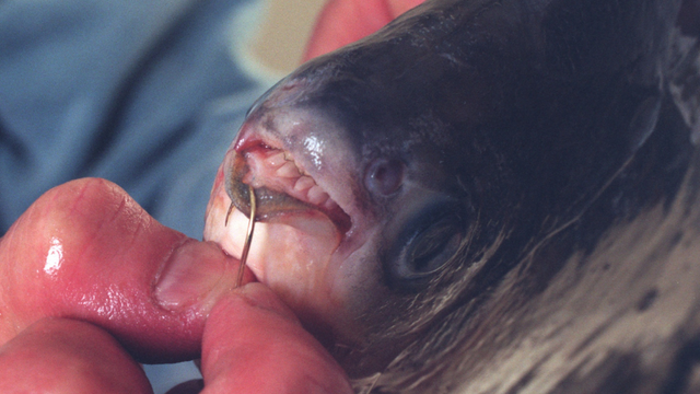 pacu.png 