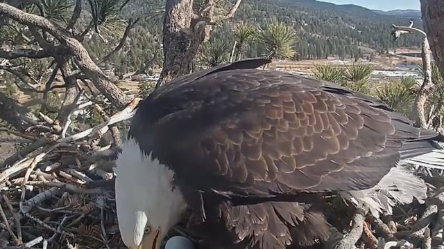 bald-eagle-second-egg.jpg 