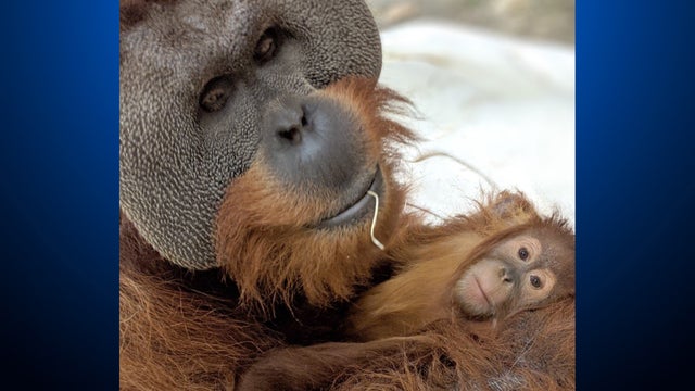 cerah-and-berani-orangutan-denver-zoo-23.jpg 