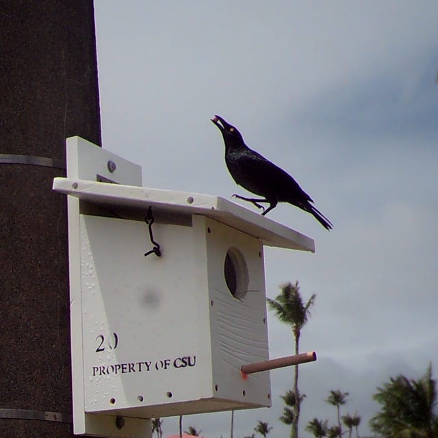micronesian starling_Savidge