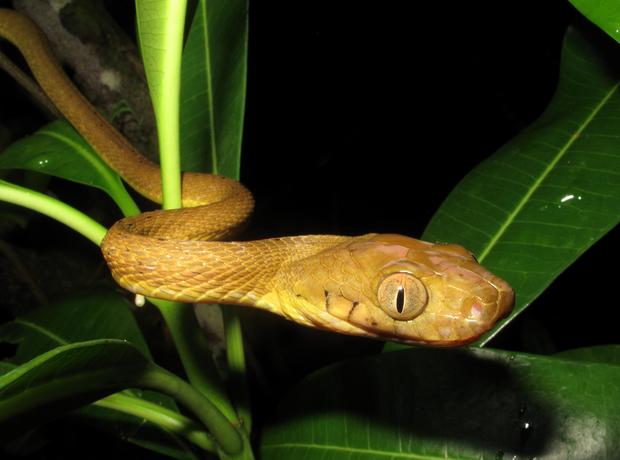 snakes Colorado State University Bjorn Lardner_USGS_brown_treesnake_1 