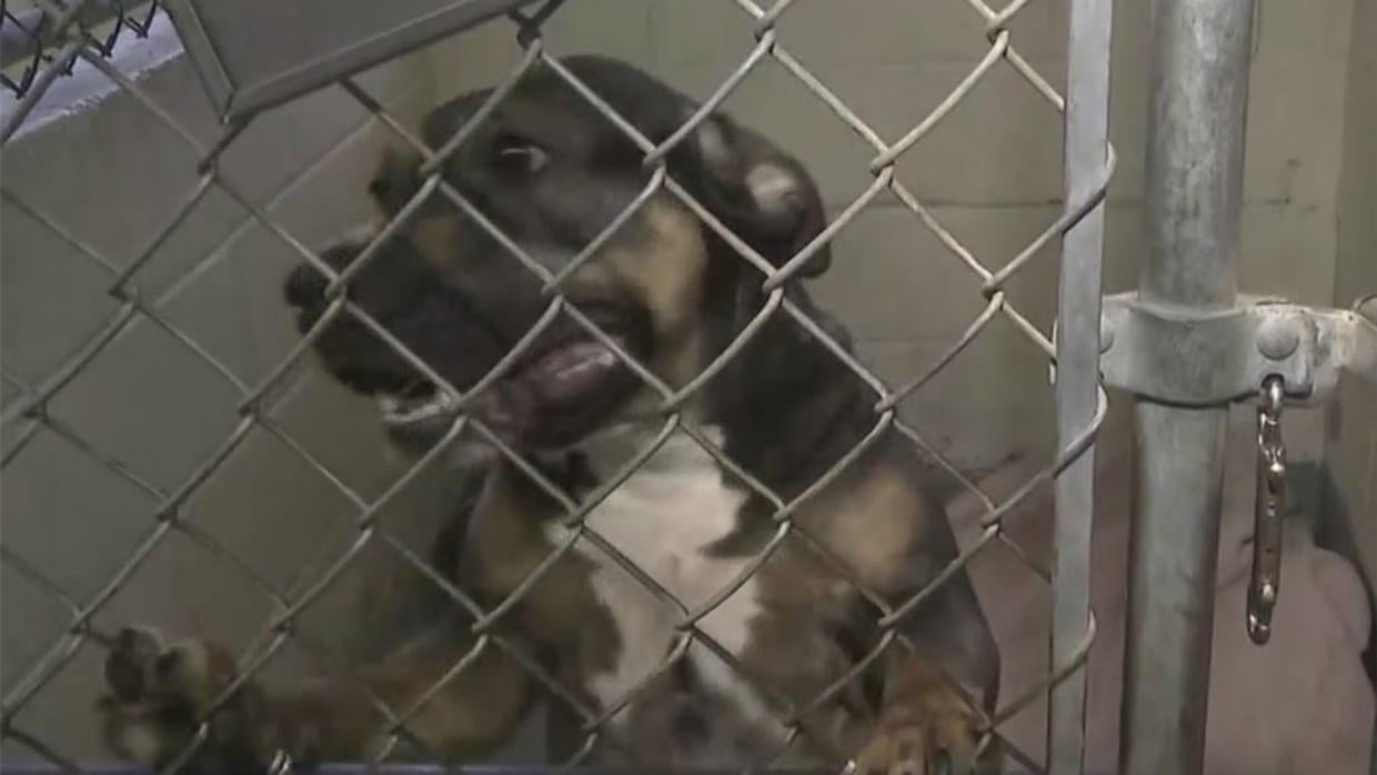 West Orange Residents Want To Find Forever Home For Stray Dog That's ...