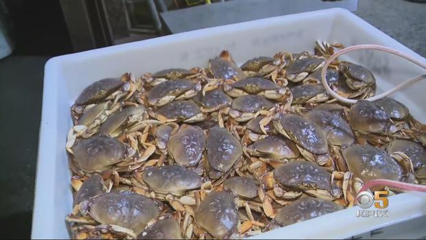 Dungeness Crab Season 