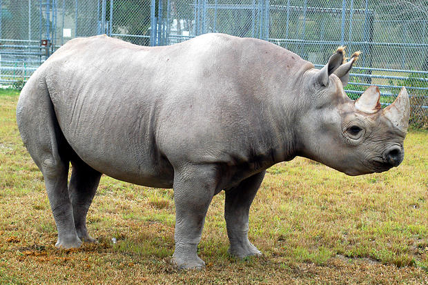 Zoo Miami Black Rhino Toshi 