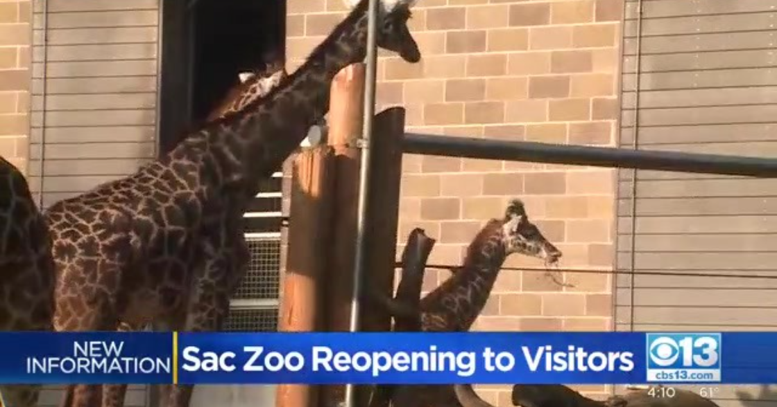 Sacramento Zoo Reopens Again To The Public CBS Sacramento