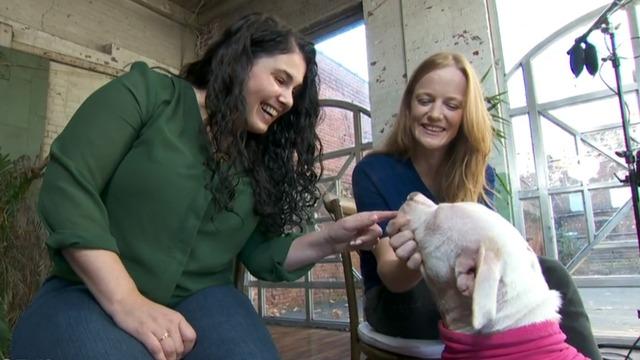 cbsn-fusion-the-dodo-behind-its-heartwarming-animal-videos-thumbnail-627705-640x360.jpg 