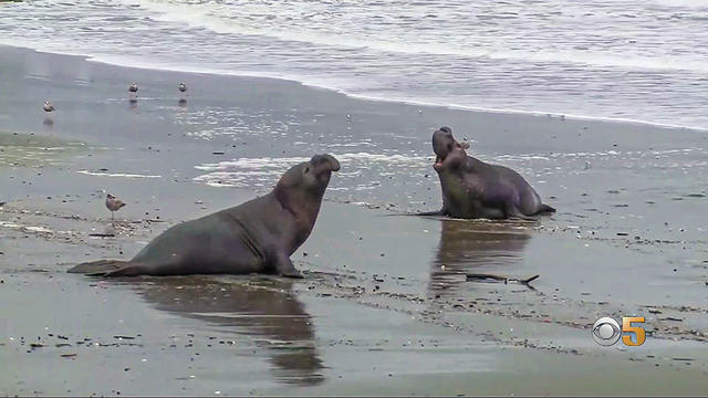 elephant-seals.jpg 