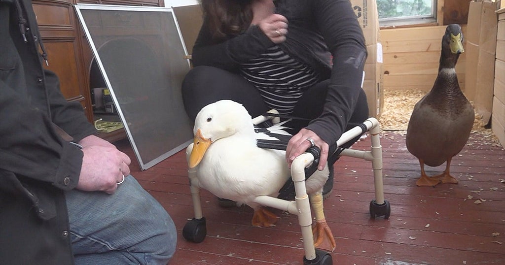 VIDEO: Couple Builds Wheelchair For Disabled Pet Duck - CBS Miami