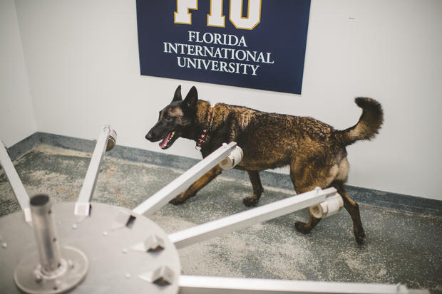 FIU COVID-19 Detector Dogs 