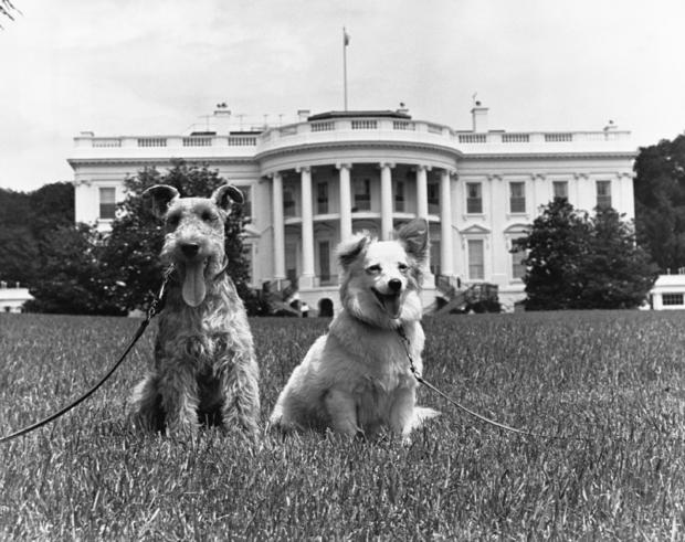 Kennedy Family Dogs 
