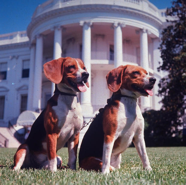 Lyndon B. Johnson's Beagles Him and Her 