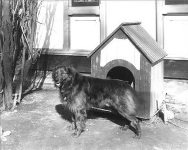 Dash and Dog House at White House 
