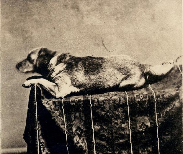 Lincoln's Dog Fido 