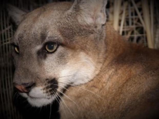 Young Mountain Lion Discovered In Santa Monica Mountains 