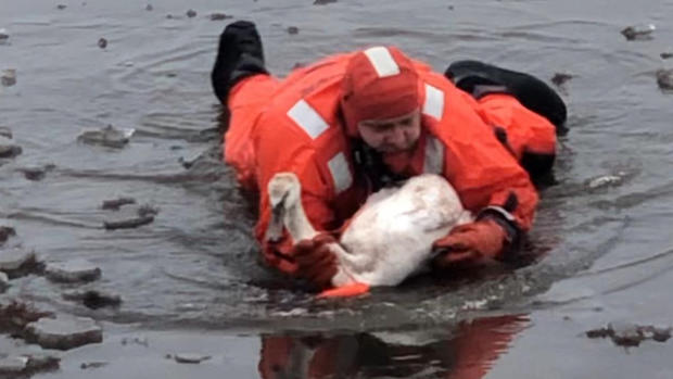 westport swan rescue 2 (1) 