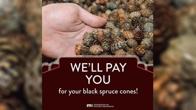 black-spruce-cones.jpg 