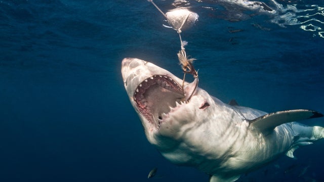 Great White Shark Taking Bait 