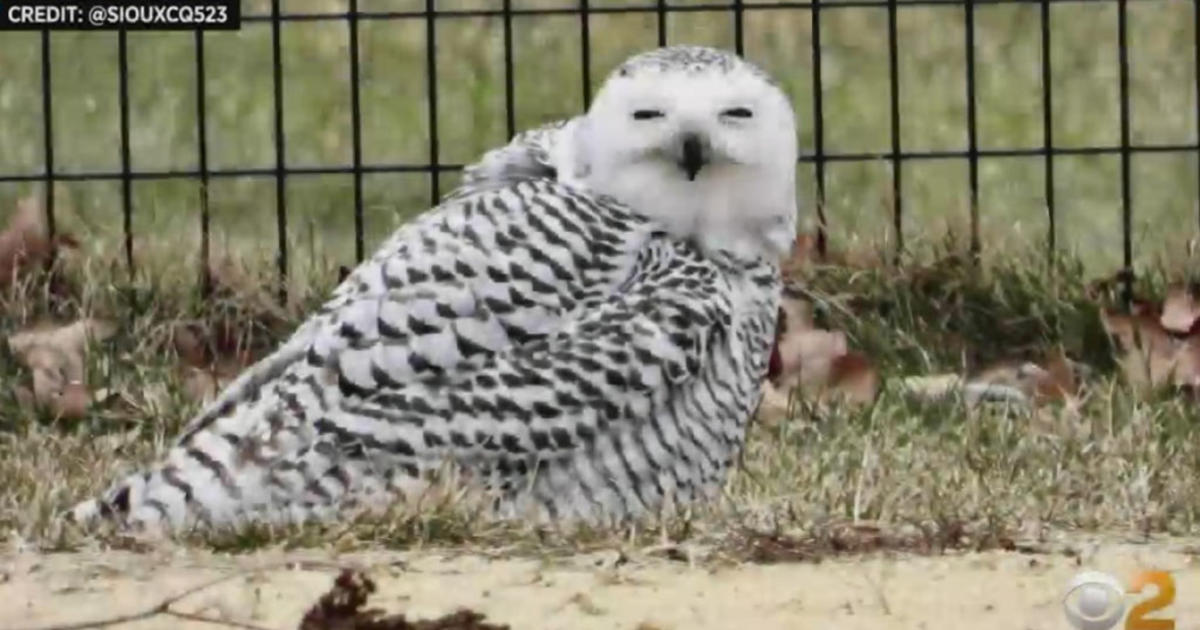 Snowy Owl Spotted In Central Park For First Time In More Than A Century ...