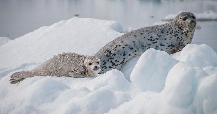 Arctic seals experiencing dramatic weight loss as temperatures rise