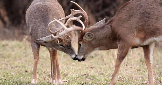 Nature: Deer in New York - CBS News