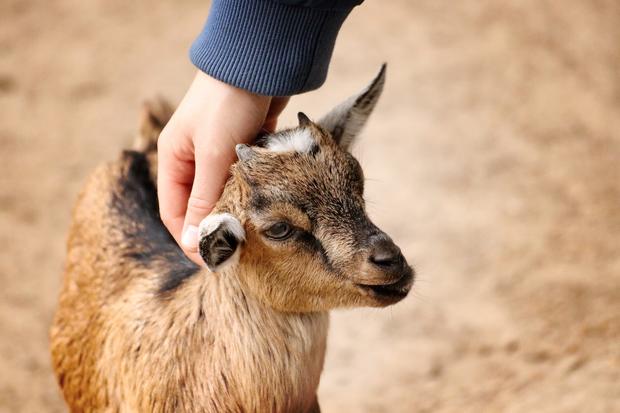 Touching Kid Goat 