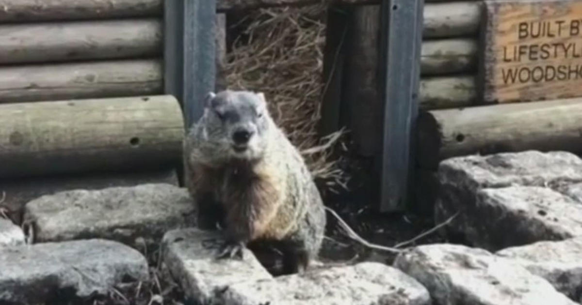 Staten Island Chuck predicts early spring on Groundhog Day CBS New York