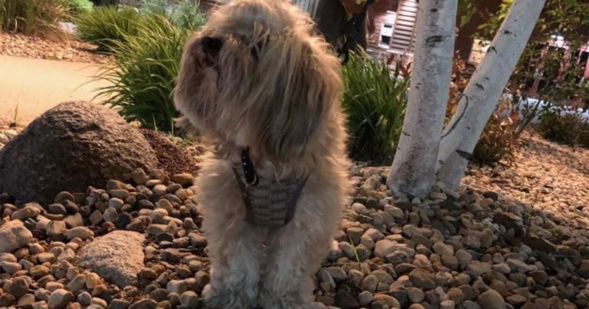 St. Paul Police: Stolen Therapy Dog Reunited With Owner - CBS Minnesota