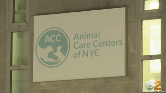 animal-care-centers-of-nyc.jpg 