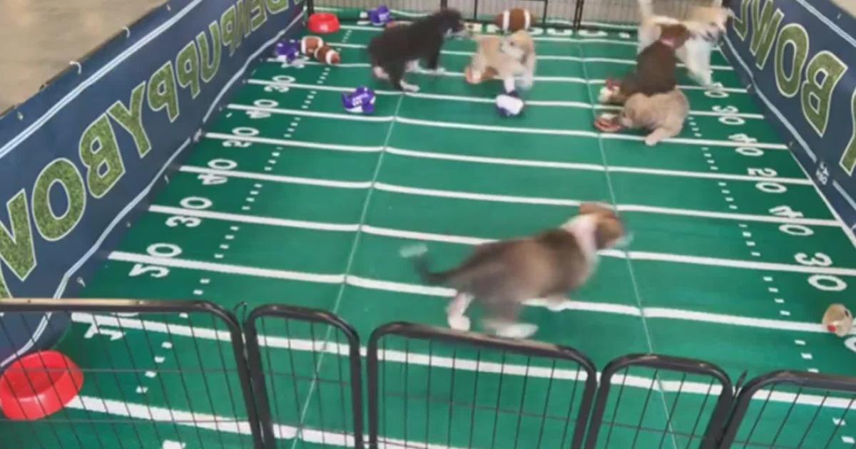 It's 'Ruff' And Tumble At The Annual DIA Puppy Bowl CBS Colorado