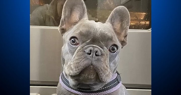 New Video: San Francisco Woman Assaulted, Robbed; Pet Bulldog Taken At