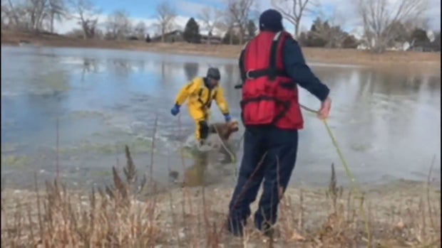 HEADLINE THREE_ SOUTH METRO DOG RESCUE.transfer_frame_628