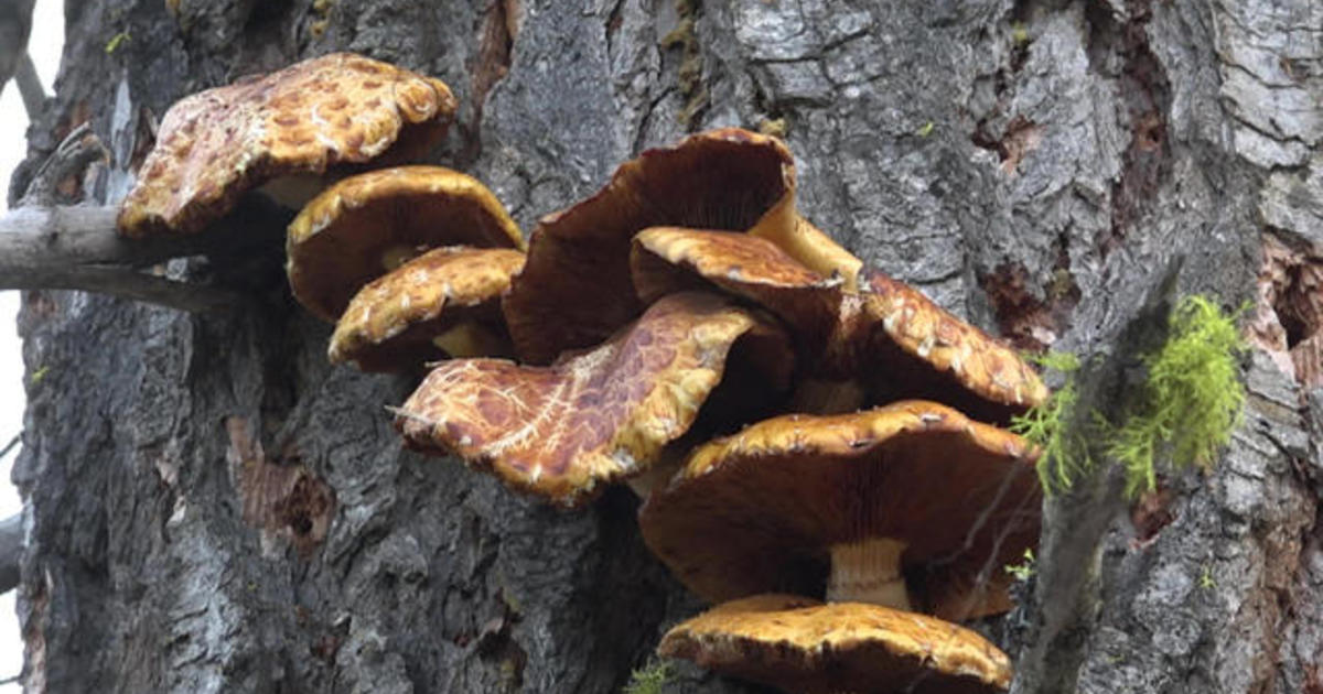 In Search Of A Humongous Fungus Cbs News 